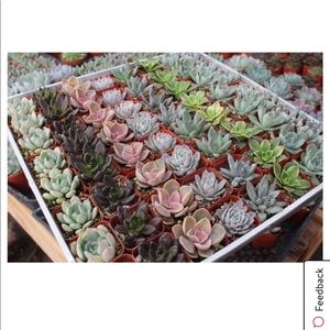 Meet your Posher, Candace